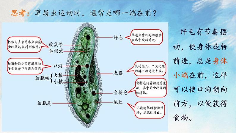 浙教版7上科学 2.6 物种的多样性 课件08