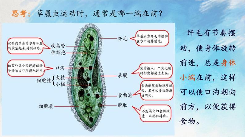 浙教版7上科学 2.6 物种的多样性 课件08