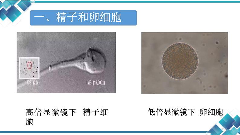 初中科学浙教版七年级下册第1章 代代相传的生命第1节 新生命的诞生--精子和卵细胞 受精与妊娠课件第5页