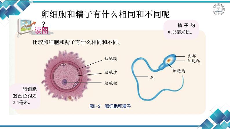 初中科学浙教版七年级下册第1章 代代相传的生命第1节 新生命的诞生--精子和卵细胞 受精与妊娠课件第6页