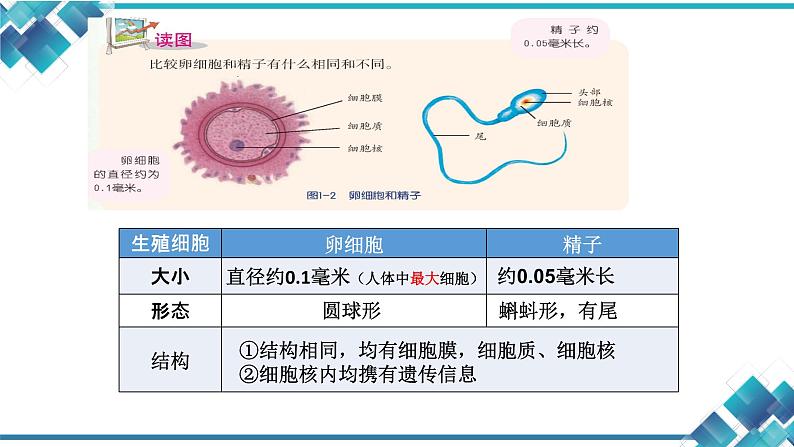 初中科学浙教版七年级下册第1章 代代相传的生命第1节 新生命的诞生--精子和卵细胞 受精与妊娠课件第7页