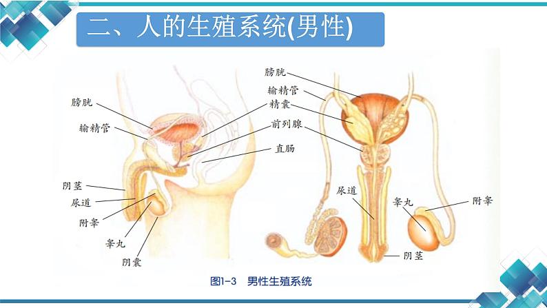 初中科学浙教版七年级下册第1章 代代相传的生命第1节 新生命的诞生--精子和卵细胞 受精与妊娠课件第8页