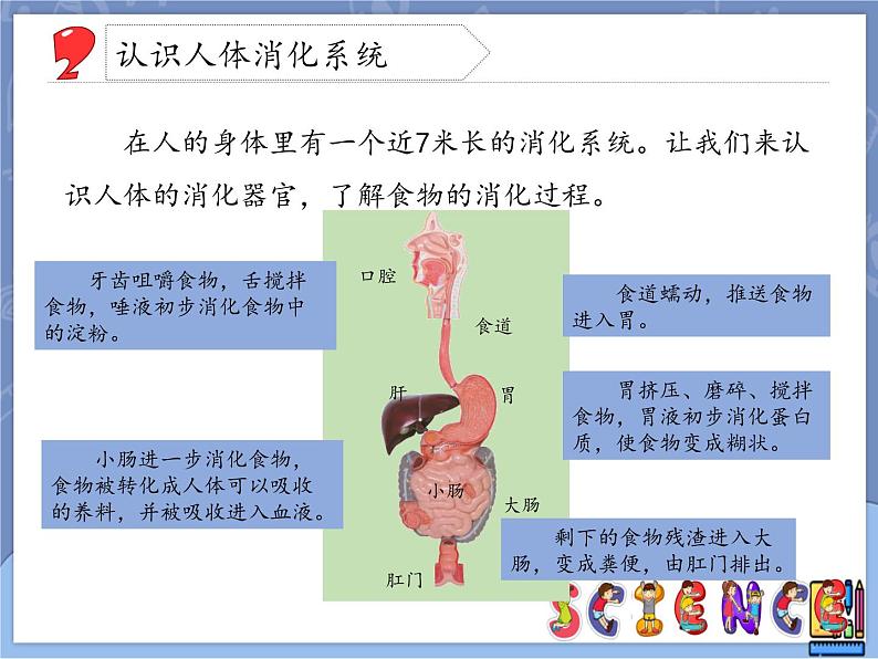 牛津上海版科学七年级上册 10.2.2食物的消化 课件PPT05