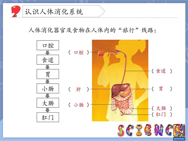 牛津上海版科学七年级上册 10.2.2食物的消化 课件PPT07