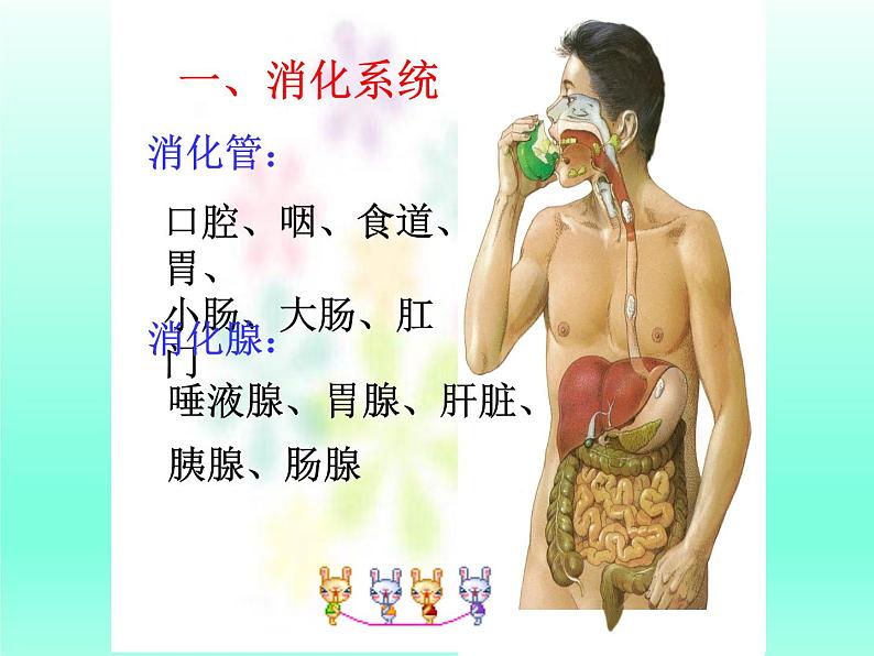 牛津上海版科学七年级上册 10.2.2食物的消化 课件PPT02