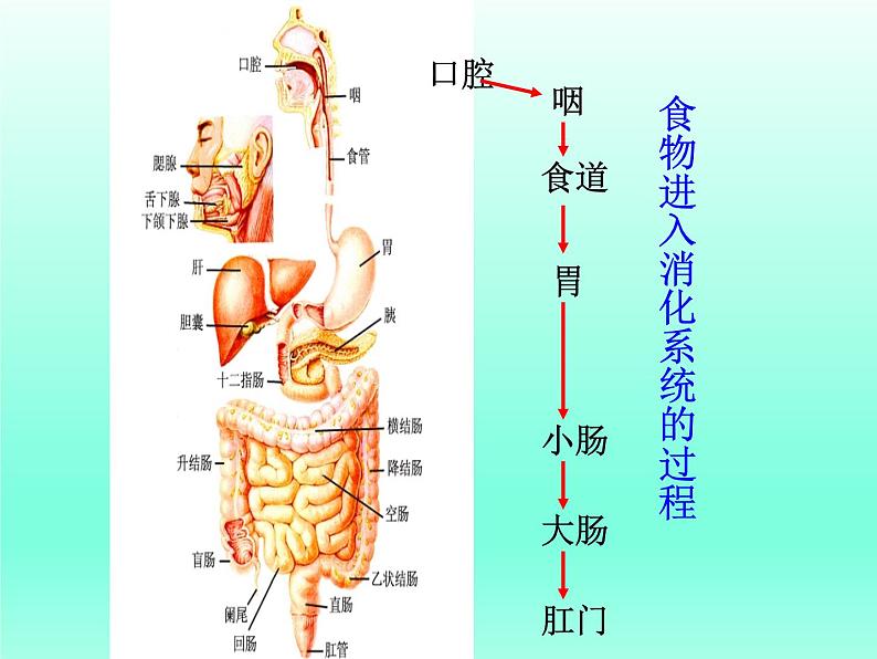 牛津上海版科学七年级上册 10.2.2食物的消化 课件PPT03