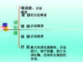 牛津上海版科学七年级上册 10.2.2食物的消化 课件PPT