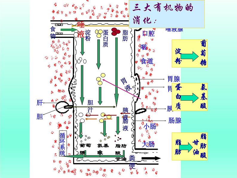 牛津上海版科学七年级上册 10.2.2食物的消化 课件PPT07