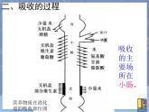 牛津上海版科学七年级上册 10.2.3营养物质的吸收 课件PPT