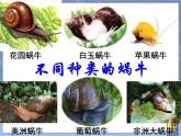 牛津上海版科学七年级上册 11.1.1生物对环境变化的反应 课件PPT