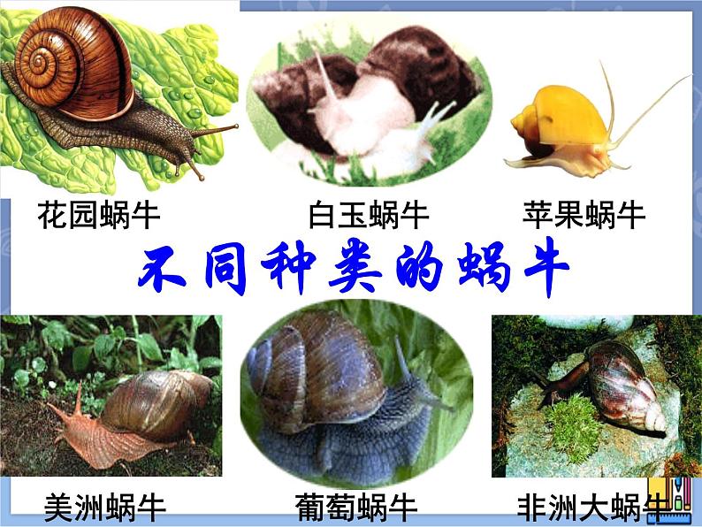 牛津上海版科学七年级上册 11.1.1生物对环境变化的反应 课件PPT第2页