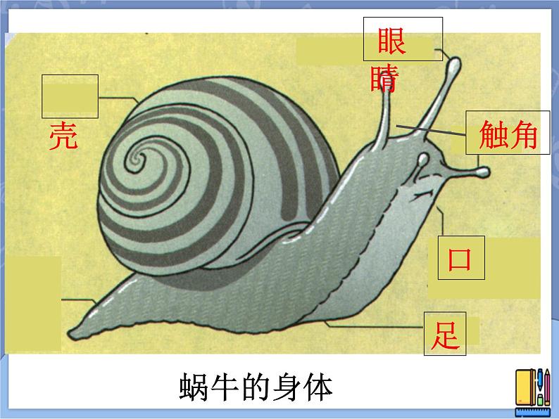 牛津上海版科学七年级上册 11.1.1生物对环境变化的反应 课件PPT第6页