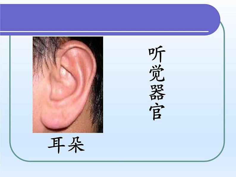 牛津上海版科学七年级上册 11.1.2人体具有的感觉 课件PPT03