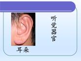 牛津上海版科学七年级上册 11.1.2人体具有的感觉 课件PPT