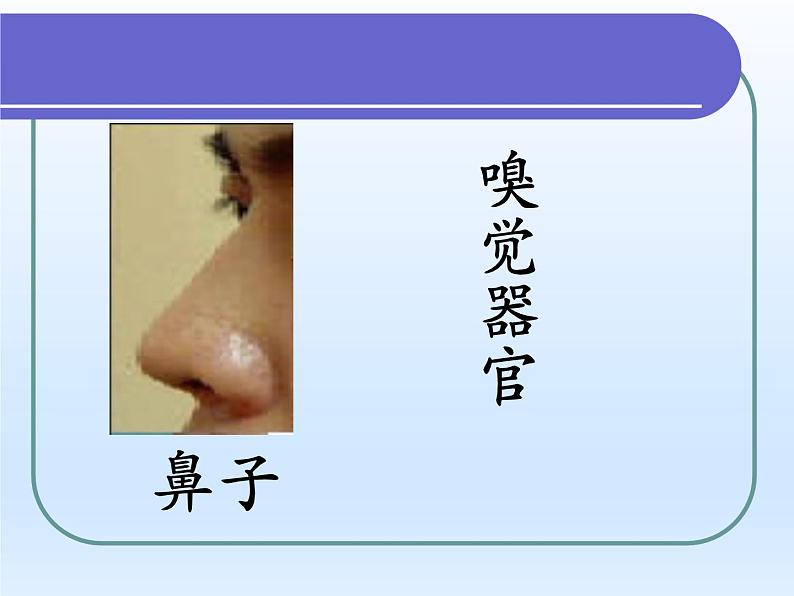 牛津上海版科学七年级上册 11.1.2人体具有的感觉 课件PPT04