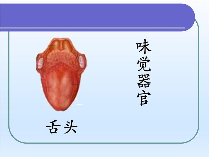 牛津上海版科学七年级上册 11.1.2人体具有的感觉 课件PPT05