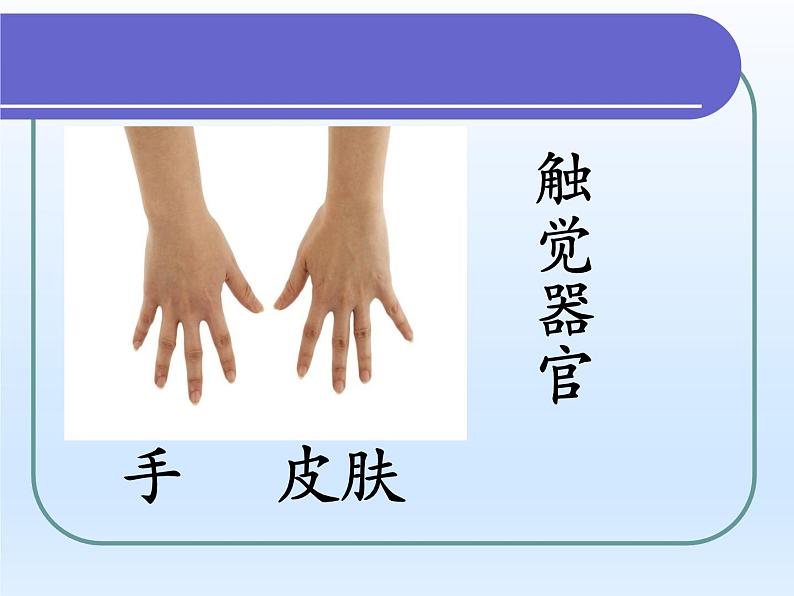 牛津上海版科学七年级上册 11.1.2人体具有的感觉 课件PPT06