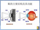 牛津上海版科学七年级上册 11.2.2眼的主要结构及其功能 课件PPT