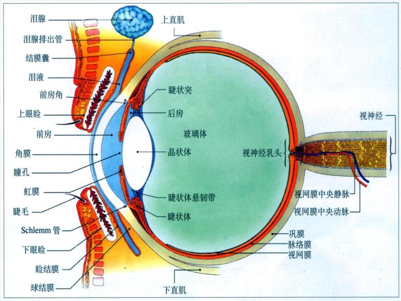 牛津上海版科学七年级上册 11.2.2眼的主要结构及其功能 课件PPT07