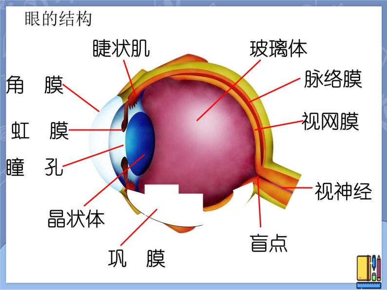 牛津上海版科学七年级上册 11.2.2眼的主要结构及其功能 课件PPT08