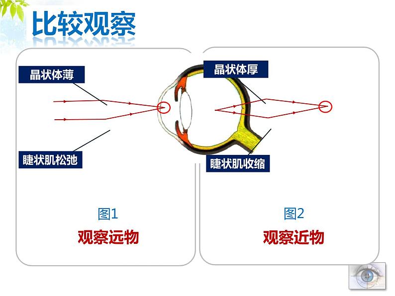 牛津上海版科学七年级上册 11.2.3近视与远视 课件PPT04