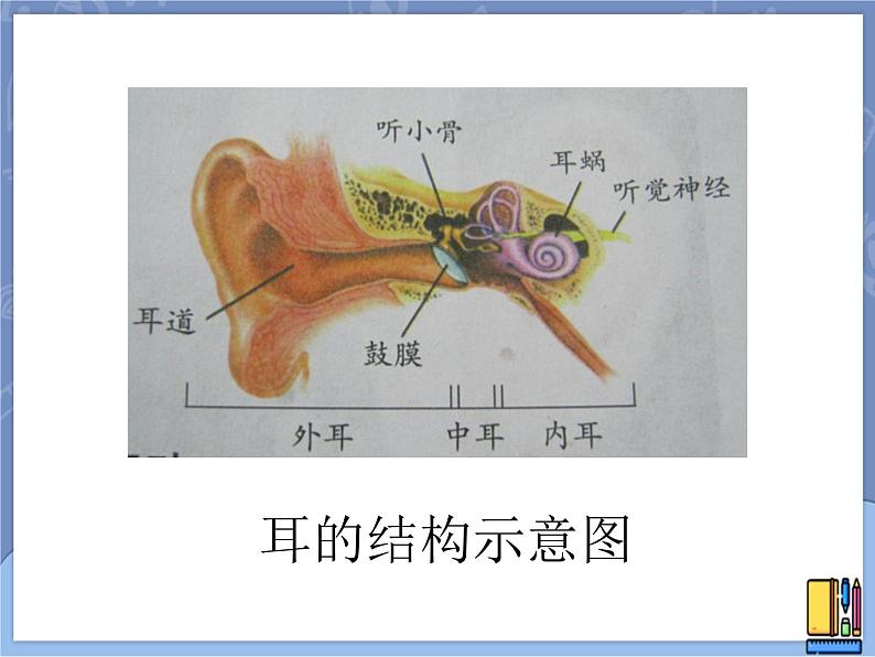 牛津上海版科学七年级上册 11.3.4保护听力 PPT课件01