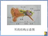 牛津上海版科学七年级上册 11.3.4保护听力 PPT课件