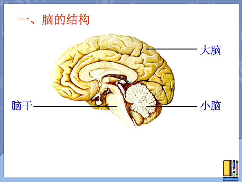 牛津上海版科学七年级上册 11.5.2脑能接受和分析各种信息 课件PPT02