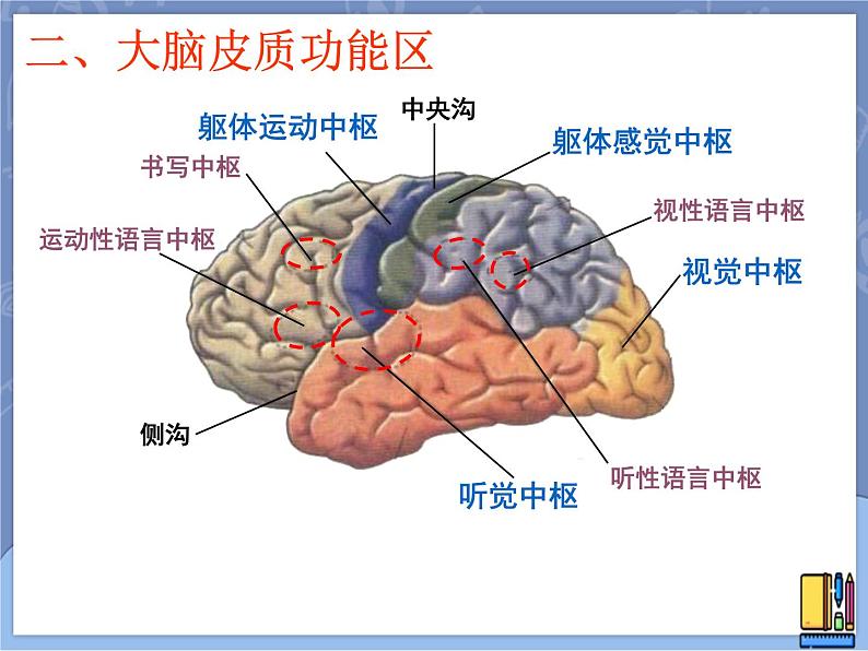 牛津上海版科学七年级上册 11.5.2脑能接受和分析各种信息 课件PPT03