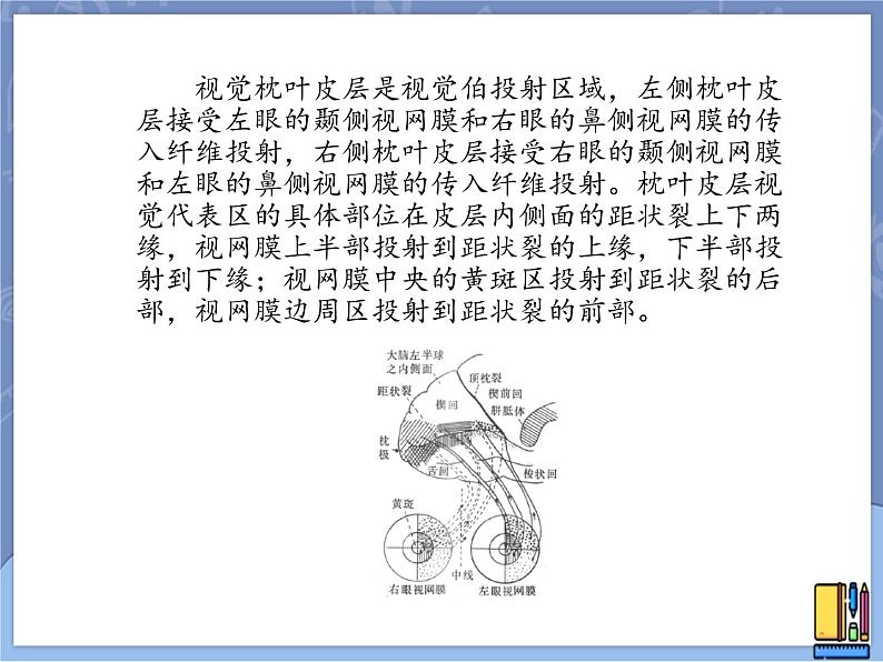 牛津上海版科学七年级上册 11.5.2脑能接受和分析各种信息 课件PPT07