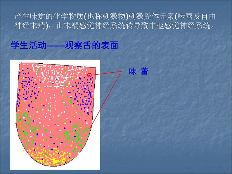 牛津上海版科学七年级上册 11.4.1嗅觉与味觉 课件PPT03