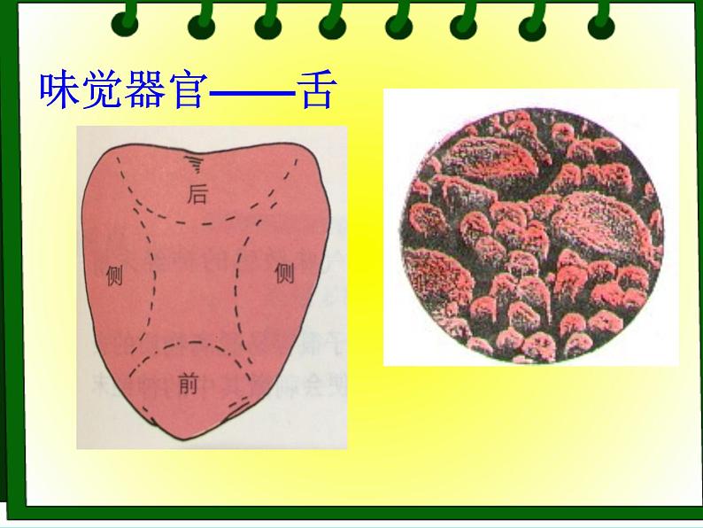 牛津上海版科学七年级上册 11.4.1嗅觉与味觉 课件PPT05