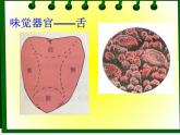 牛津上海版科学七年级上册 11.4.1嗅觉与味觉 课件PPT