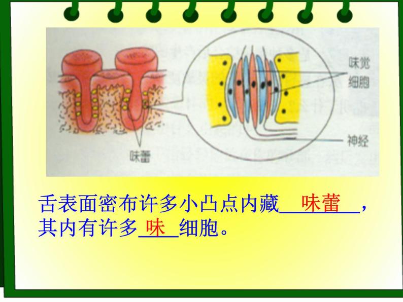 牛津上海版科学七年级上册 11.4.1嗅觉与味觉 课件PPT06