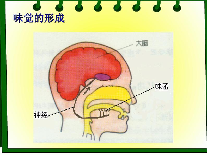 牛津上海版科学七年级上册 11.4.1嗅觉与味觉 课件PPT07