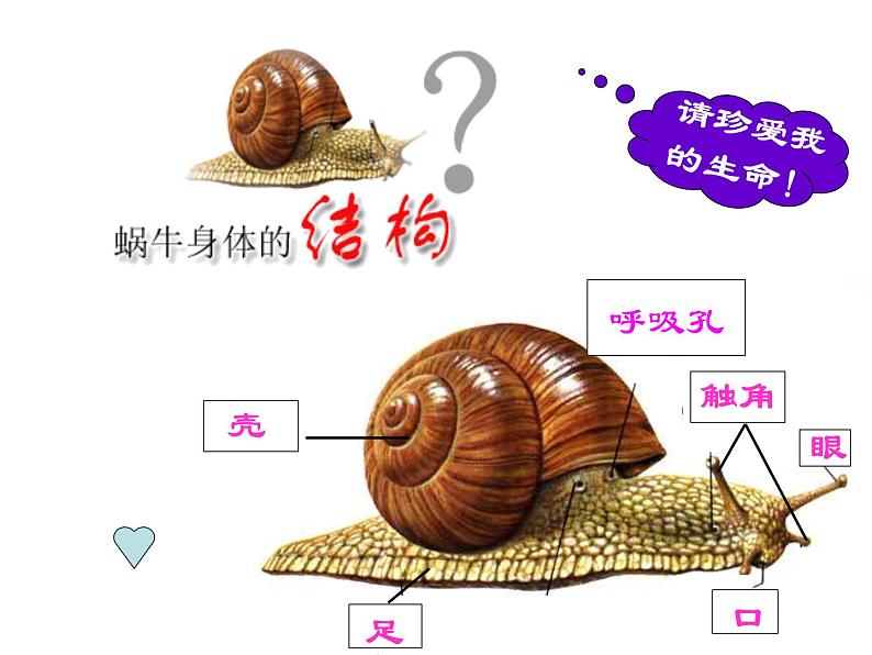 牛津上海版六上科学 2.1.2观察动物 课件PPT08