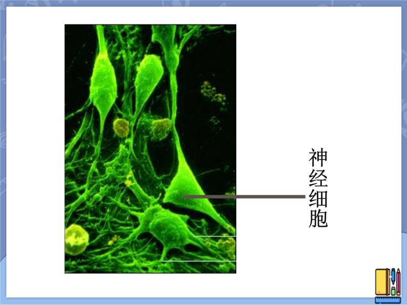 牛津上海版六上科学 3.2显微镜——细胞的结构 课件PPT03