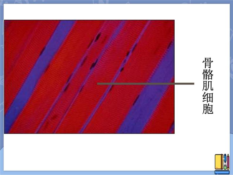 牛津上海版六上科学 3.2显微镜——细胞的结构 课件PPT04