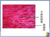 牛津上海版六上科学 3.2显微镜——细胞的结构 课件PPT