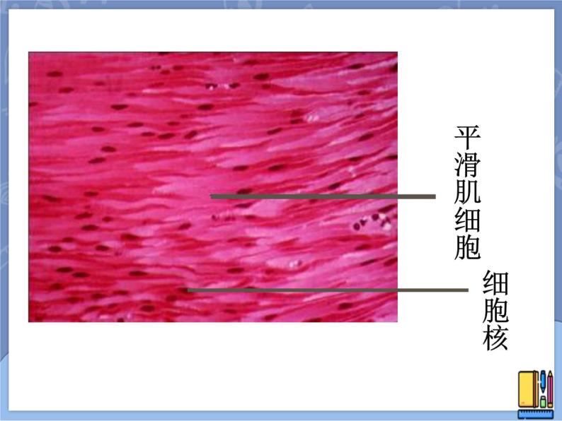 牛津上海版六上科学 3.2显微镜——细胞的结构 课件PPT05