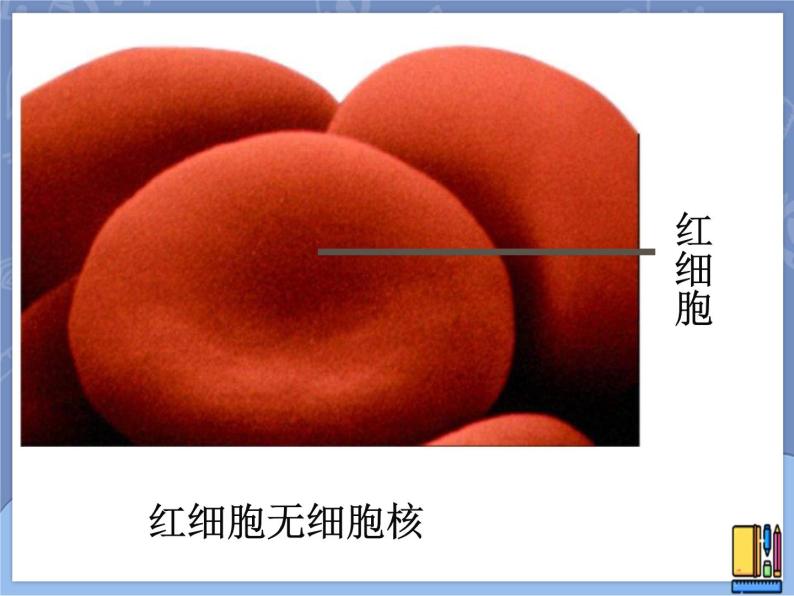 牛津上海版六上科学 3.2显微镜——细胞的结构 课件PPT06