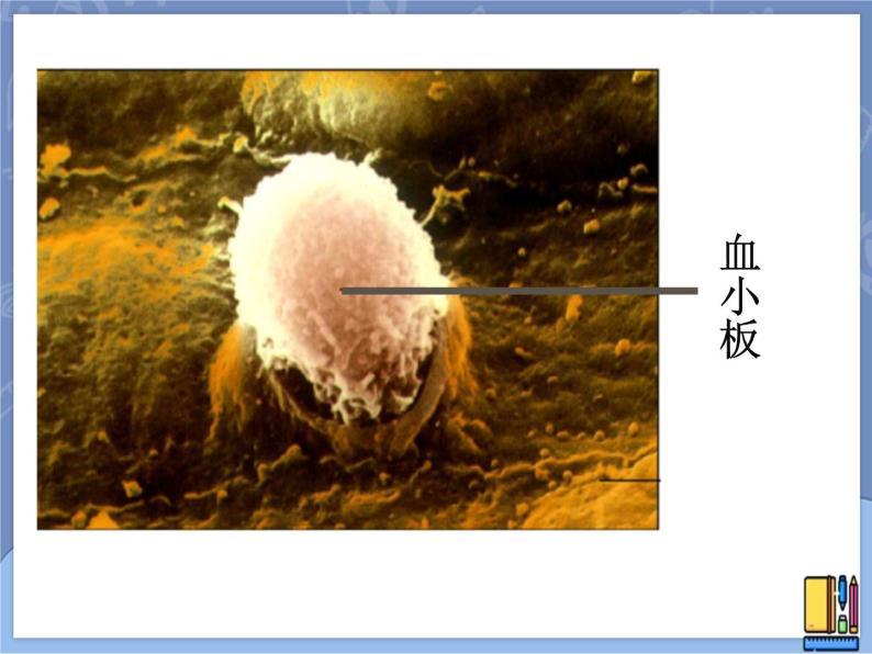 牛津上海版六上科学 3.2显微镜——细胞的结构 课件PPT07