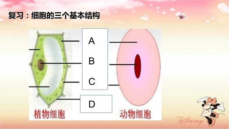 牛津上海版六上科学 3.3和3.4生命的诞生、青春期、传染病 课件PPT02