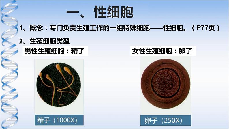 牛津上海版六上科学 3.3和3.4生命的诞生、青春期、传染病 课件PPT04