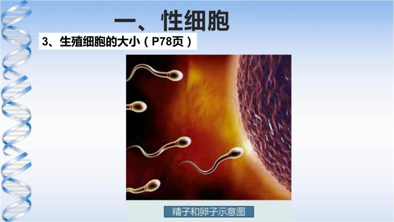 牛津上海版六上科学 3.3和3.4生命的诞生、青春期、传染病 课件PPT05