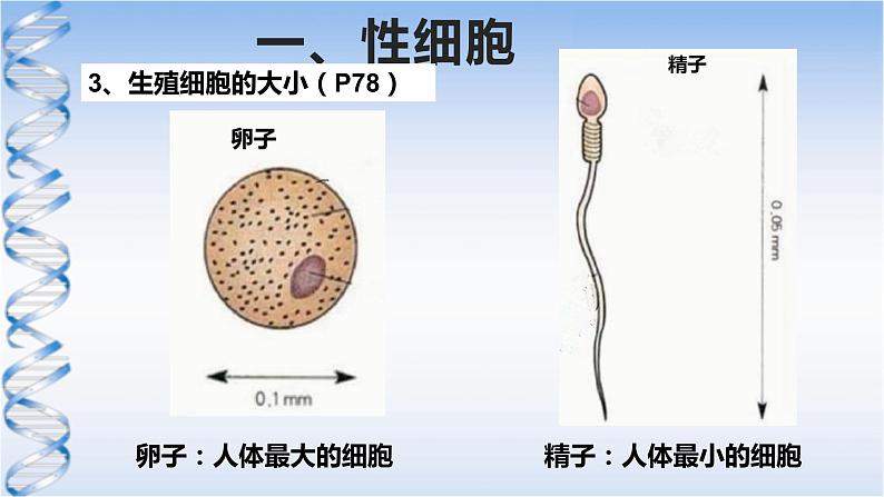 牛津上海版六上科学 3.3和3.4生命的诞生、青春期、传染病 课件PPT06