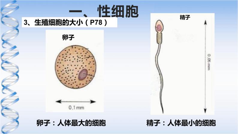 牛津上海版六上科学 3.3和3.4生命的诞生、青春期、传染病 课件PPT06