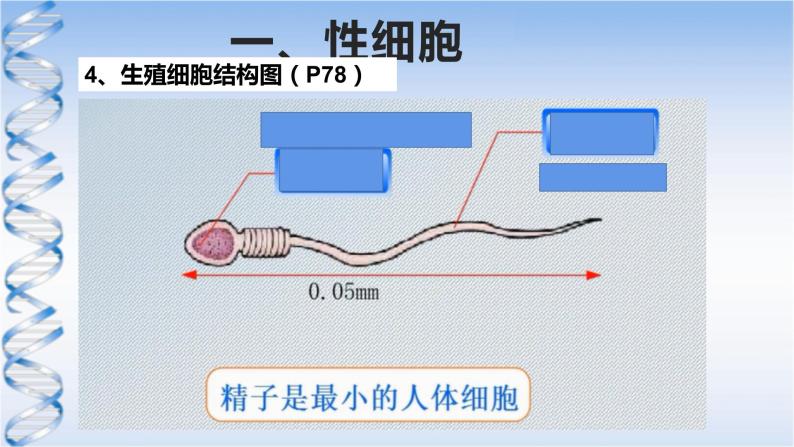 牛津上海版六上科学 3.3和3.4生命的诞生、青春期、传染病 课件PPT07