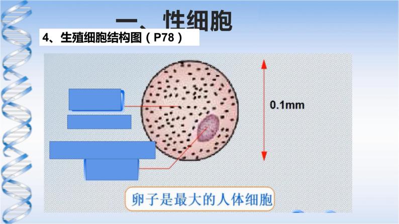 牛津上海版六上科学 3.3和3.4生命的诞生、青春期、传染病 课件PPT08