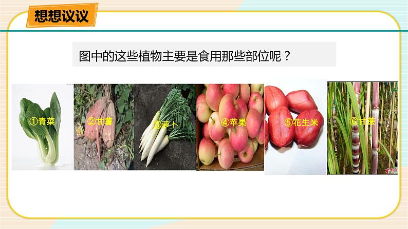 华师大版科学八上 4.1.1 绿色开花植物的营养器官（一） 课件PPT+视频02